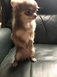 I am really impressed with how much my puppy learned and retained through the board and train program with vikki with sit happens was absolutely amazing with my three favorite pups. Chihuahua Puppy Dog For Sale In Lafayette Louisiana