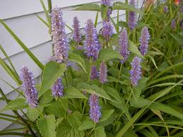 Image result for Anisocycla