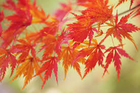 It is an upright green leafed tree that grows quite large and has variable but great fall color. Vibrant Glimpses Of Autumn Japanese Maple Leaves 11 Photograph By Jenny Rainbow