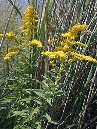 Goldenrod Solidago Spp In Nova Scotia Edible Wild Plants Wild Plants Native Plant Gardening
