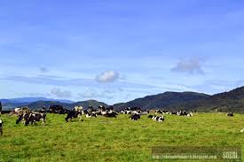 Check spelling or type a new query. Sabah Trip Desa Cattle Desa Dairy Farm Mesilau Highland Kundasang Sabah Www Sobriyaacob Com
