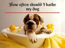We did not find results for: How Often Should I Bathe My Dog In Singapore