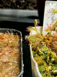 Image result for Mellera nyassana