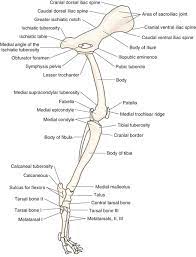 When the dog is in gait, the movement of the markers is tracked by a series of cameras. Canine Anatomy Veterian Key