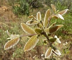 Image result for Combretum collinum