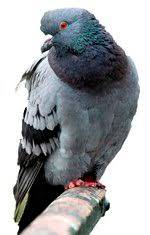 Feeding is an artform, it will take time, dedication and consistency to find what works for you and your pigeons. Pigeon Racing And Getting The Best From Your Birds