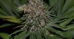 Image result for when to treatment cannabis for mold