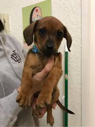 We raise quality akc purebred miniature doxie puppies in a very loving home environment. Dachshund Puppies For Sale In San Diego Ca 5miles Buy And Sell