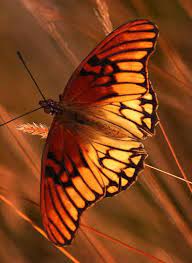 Pin De J Thomas En Beautiful Bugs Jardin De Mariposas Mariposas De Colores Dibujos De Mariposas