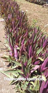 Bunga pukul empat (mirabilis jalapa) atau marvel of peru adalah salah satu tanaman hias bunga yang banyak ditanam di. Identifikasi Tanaman Hias Dan Tanaman Taman Foto Lengkap Dan Nama Latin