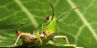 Pengertian habitat habitat adalah suatu tempat di mana makhluk hidup atau juga organisme tinggal. Grasshopper Classification Characteristics Habitat And Types World Animalia
