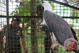 Kumpulan gambar tentang singa vs elang, klik untuk melihat koleksi gambar lain di kibrispdr.org. Delapan Ekor Elang Dilindungi Diamankan Bpph Sumatera Antara News