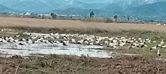Estrenmar precauciones,igual vienen de París. Prat de torreblanca 29-3