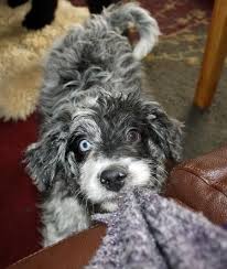 This aussie shepherd poodle mix is a real watchdog! Pin On Furry Friend Love