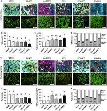 4 conformed period of report: Comparative Efficacy Of Dermal Fibroblast Mediated And Direct Adenoviral Bone Morphogenetic Protein 2 Gene Therapy For Bone Regeneration In An Equine Rib Model Gene Therapy