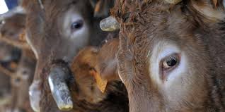 Selon nos informations, le prix de la présence au salon de l'agriculture varie en fonction du mètre carré occupé. Salon De L Agriculture Des Vaches Limousines Vendues A Prix D Or