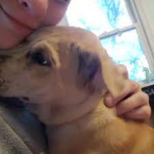 Bringing unwanted puppies from the south to loving. Sunshine Rescue Chester Ct 2021
