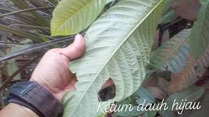 Melansir buku asam urat (2011) oleh dr siapkan daun kumis kucing kering 10 gram, meniran kering 10 gram, sawi tanah kering 10 gram, jahe merah memar kering 15 gram, dan kapulaga kering. Samlusuh Loras Lusuh Adventure Pokok Ketum Daun Merah Dan Hijau Daun Biak