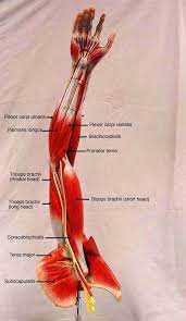 Including diagrams with all the terminology. Somso Arm Muscle Model Labeled Biol 160 Human Anatomy And Physiology Human Anatomy Human Anatomy And Physiology Muscle Anatomy