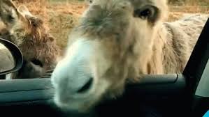Download our animated pictures for free. Mule Face Gifs Tenor