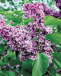 A lilac in a pot will need protection during the. Planting Lilacs Lilac Bushes Gardener S Supply