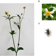 Image result for Crassocephalum picridifolium
