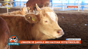 Etten Sute Sarole Ve Limuzin Damizlik Duve Yetistiriciligi Youtube