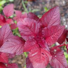 Image result for Amaranthus viridis