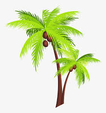coconut tree png free download coconut tree png free transparent png download pngkey coconut tree png free download
