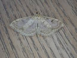 Image result for Anania perlucidalis