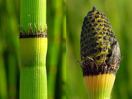 Image result for Equilabium equisetiforme