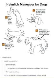Dogs Choke Too Here S How To Save Your Dog Hunde Hunde Erziehen Hunde Sachen