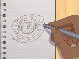 Gambar sel hewan hitam putih. Cara Menggambar Sel Hewan 11 Langkah Dengan Gambar Wikihow