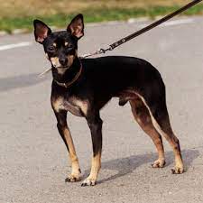 The manchester terrier is a direct descendent of the early english black and tan terrier, which was highly prized for its working ability as a ratting dog in the industrial areas of the north of england. Toy Manchester Terrier Breed Information Characteristics Heath Problems Dogzone Com