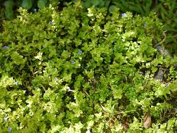 Image result for Bacopa hamiltoniana