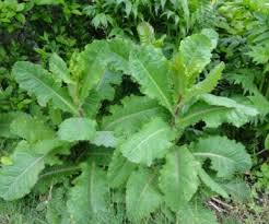 Image result for Lactuca setosa