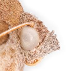 Image result for Noctua interjecta