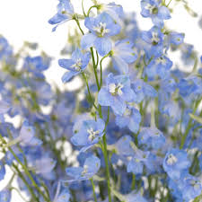 Image result for Delphinium