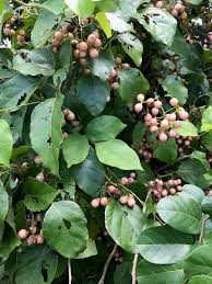 Image result for Cordia dichotoma