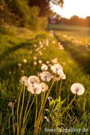 Pusteblumen Auf Der Sommerwiese Im Sonnenuntergang Natur In Der Abendstimmung Wiese Sommerwiese Bilder