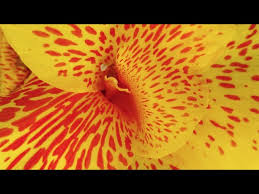 Canna lilies are beautiful plants that brighten up any garden with a variety of colors and sizes. Overwintering Cannas Youtube