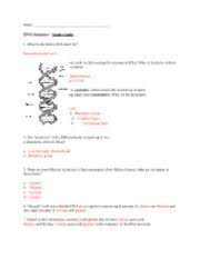 The sequence of nucleotides in a gene determines the sequence of amino acids in a protein, which determines the structure and function of the protein. Study Guide Unit 7 Dna Structure Answer Key Name Dna Structure Study Guide 1 What Do The Letters Dna Stand For Deoxyribonucleic Acid 2 Two Two Course Hero