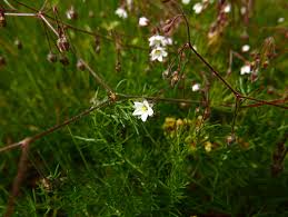 Image result for Spergula arvensis