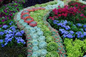 Epingle Sur Plantes Grasse