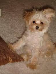 The pomeranian mix can have multiple purebred or mixed breed lineage. Mixed Breed Spotlight Pomapoo Pomeranian Poodle Mix Featured Creature