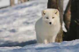 Sometimes an arctic fox will walk behind a polar bear to eat its food scraps. Here Is A Quick Guide On Do Arctic Foxes Hibernate Winter Habits Of The Arctic Fox