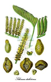 Image result for Schizaeaceae