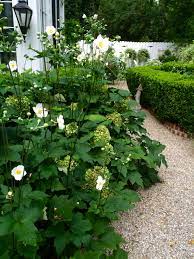 Herfst Honorine Jobert Japanese Anemones Half Schaduw Zon Bloeiperiode September Oktober Bloeikleur White Hydrangea Garden Shade Garden Backyard Hydrangeas