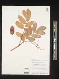 Image result for Pericopsis angolensis