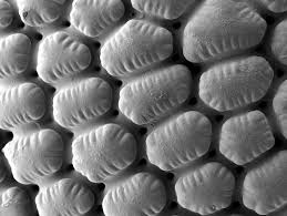 Image result for Sclerodactylon macrostachyum